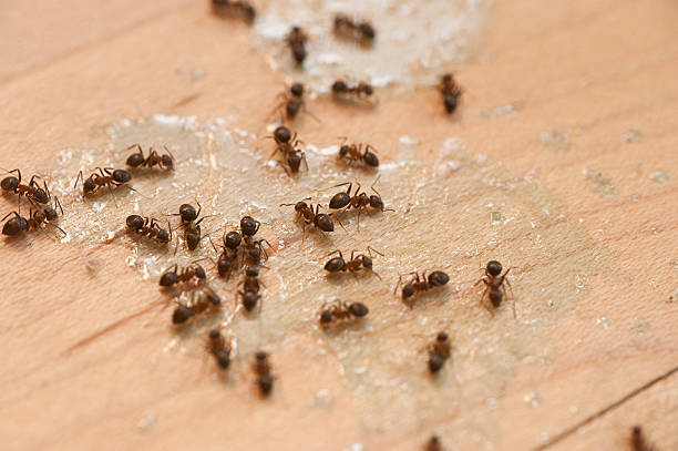 Best Emergency Pest Control  in Keystone Heights, FL